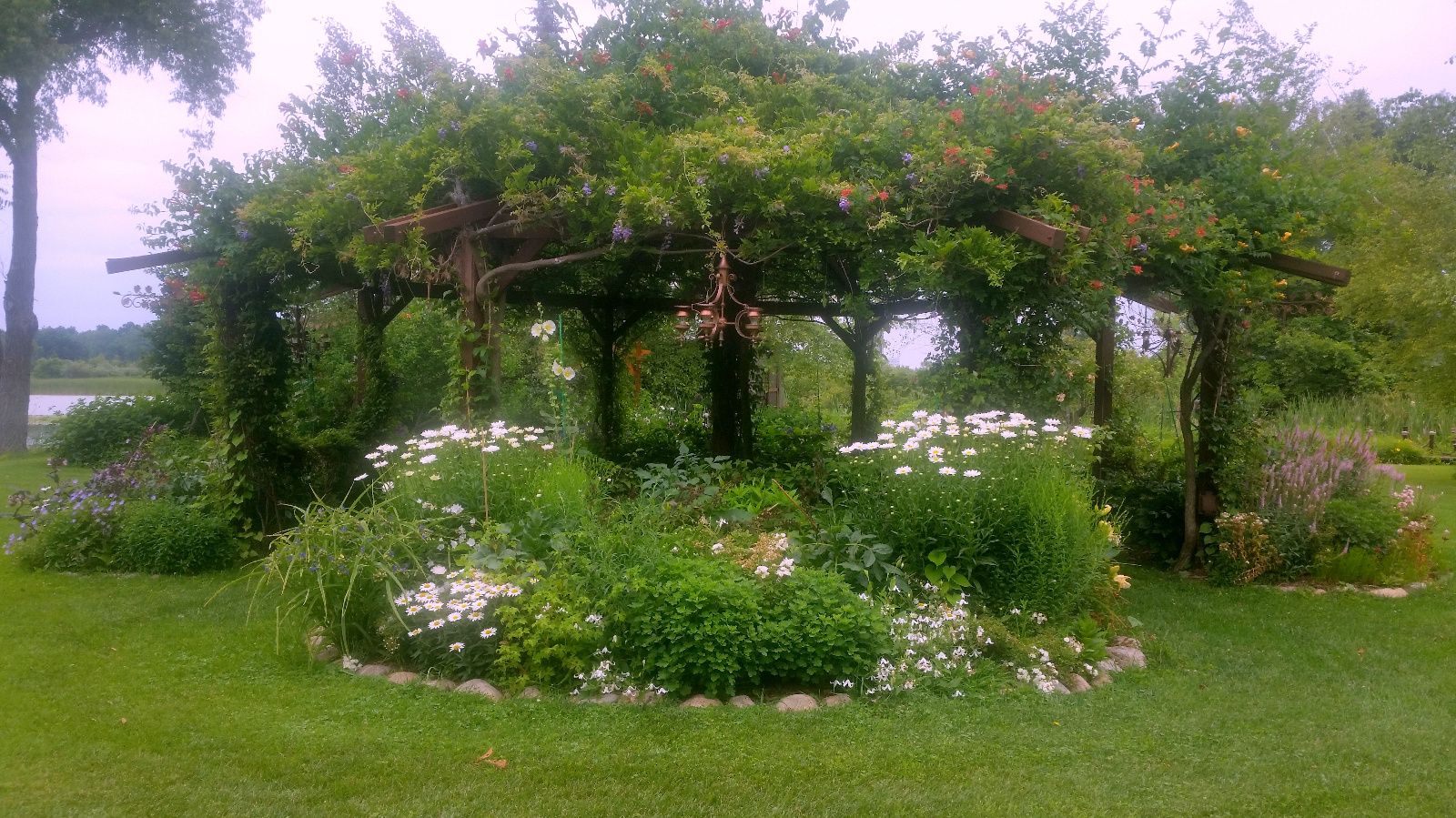 Canopy is intermitant blooming Wisteria and Trumpet Vine;  flowerbeds are Clematis, Geranium, Daisies, Daylily, Veronica and Hollyhock
